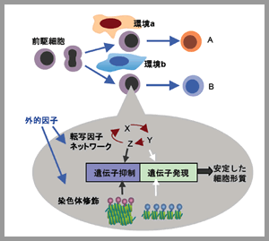 図１　細胞運命決定の機構