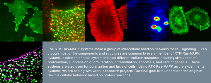 The RTK-Ras-MAPK systems make a group of intracellular reaction networks for cell signaling.  Even though most of the components and structures are common to every member of RTK-Ras-MAPK systems, excitation of each system induces different cellular response including stimulation of proliferation, suppression of proliferation, differentiation, apoptosis, and carcinogenesis.  These systems are also used for polarization and taxis of cells.  Using RTK-Ras-MAPK as the experimental systems, we are coping with various research projects. Our final goal is to understand the origin of flexible cellular behavior based on protein reactions.