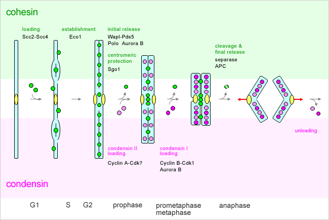 chromosome scaffold protein