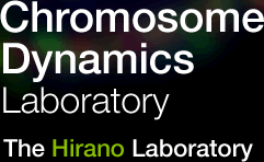 Chromosome Dynamics Laboratory, The Hirano Laboratory