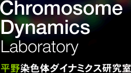 Chromosome Dynamics Laboratory 平野染色体ダイナミクス研究室
