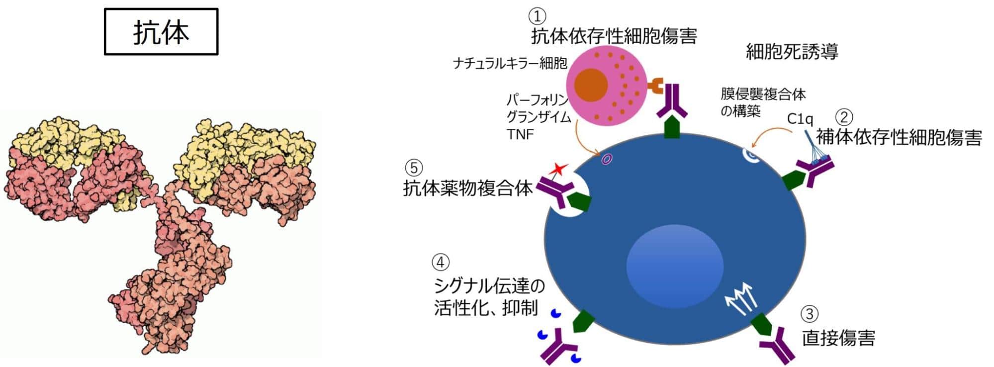 抗体は、抗原に特異的に結合し、排除する役割を表した図