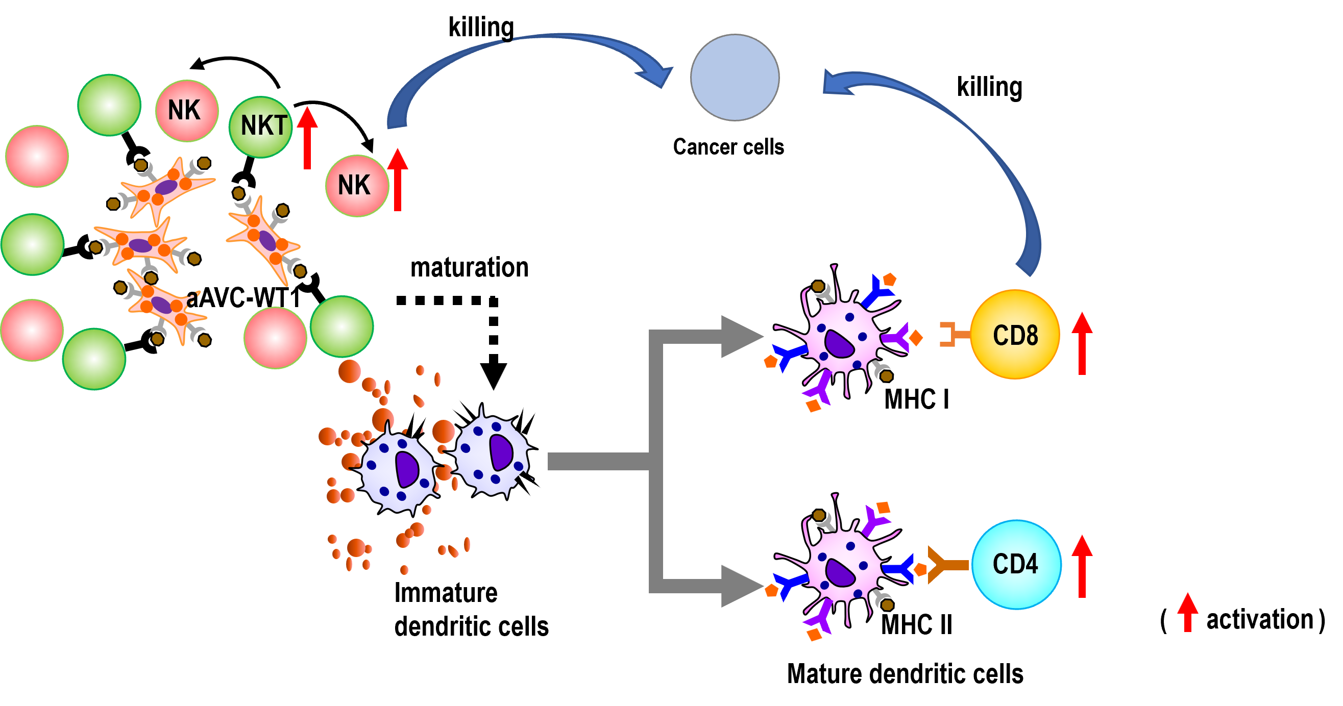 Mechanism of aAVC therapy