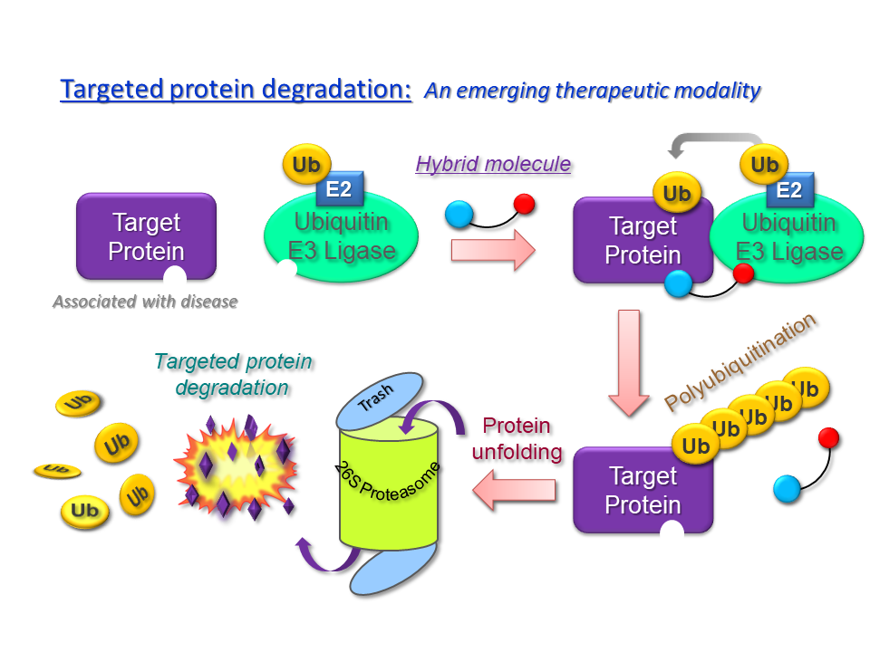 Diagram of targeted proteolysis