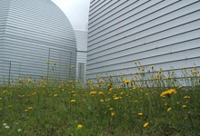 西NMR棟の南側に群生する野生の花々