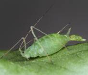 エントウヒケナカアフラムシ 単為生殖メス虫か幼虫を直接産み出している。