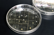 ESD法で形成した薄膜のサンプル