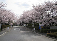 きれいな桜並木が来場者を迎えます。