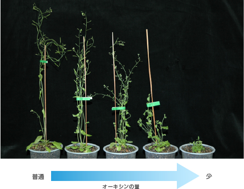 図1　オーキシンがつくれなくなると植物は成長できない
