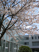 A cherry tree on the premises