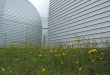 Wild flowers at the south side of the West NMR building