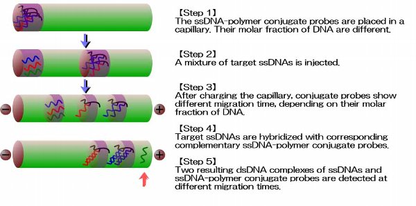 Novel gene assay methodology using affinity bioprobes
