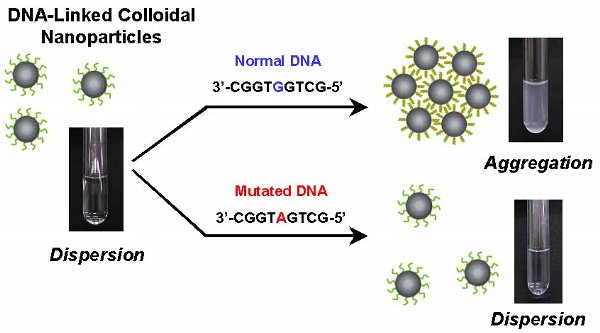 Single Nucleotide Polymorphisms Assay Using DNA-Linked Colliodal
Nanoparticles