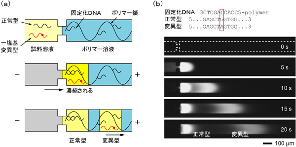 microDNA2