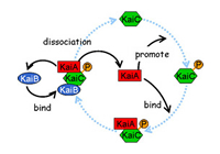 Predicting regulation of the phosphorylation cycle of KaiC clock protein using mathematical analysis