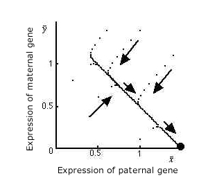 trajectory of evolution of an imprinting gene