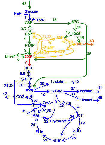 図1 バクテリア（大腸菌）の中心代謝系の反応ネットワーク