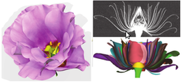 Variational Flower Modeling